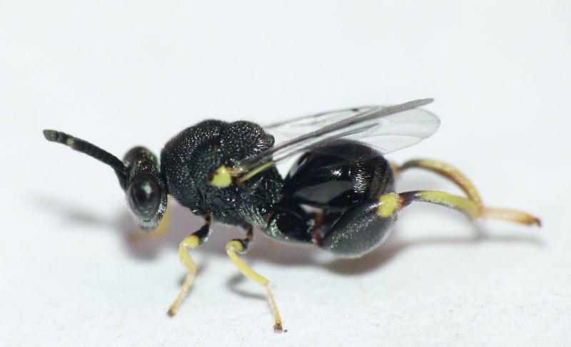 Brachymeria excarinata