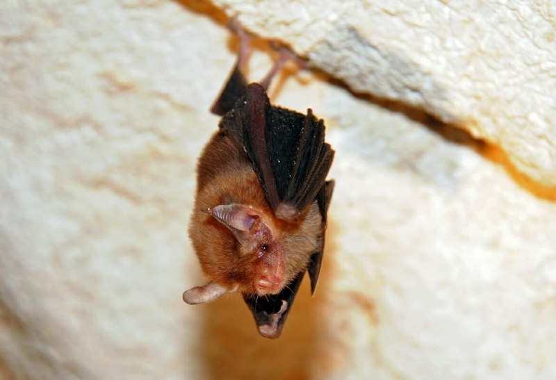 Кожан двухцветный (Vespertilio murinus)