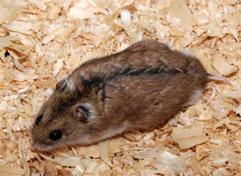 Даурский хомячок (Cricetulus Barabensis)