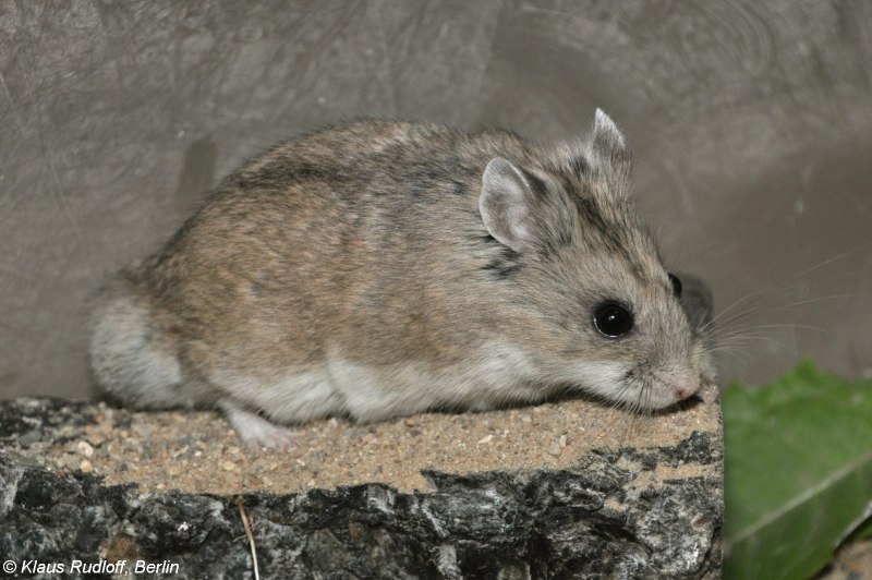 Хомячок серый (Cricetulus migratorius)