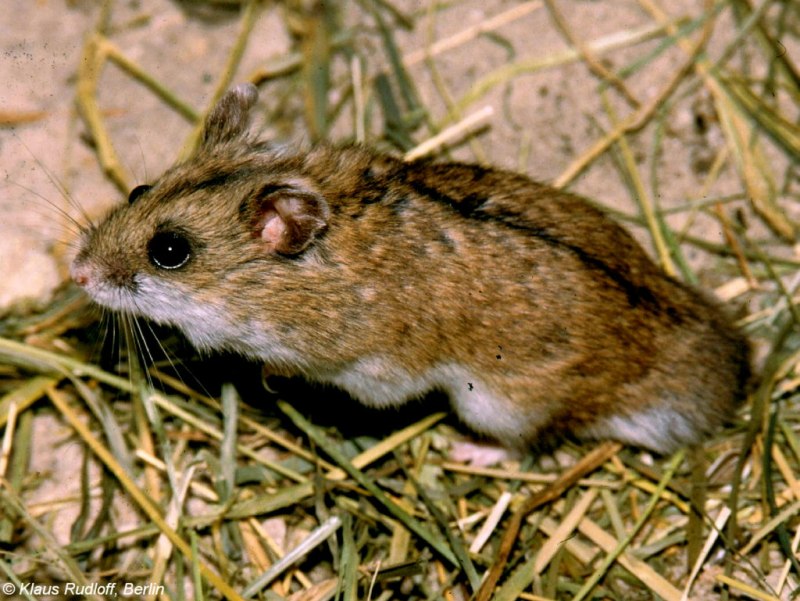 Даурский хомячок (Cricetulus Barabensis)