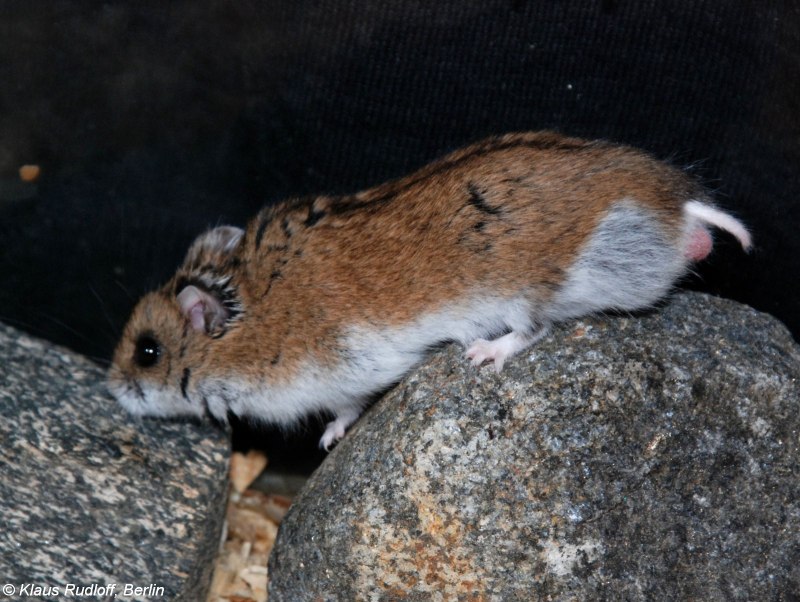 Даурский хомячок (Cricetulus Barabensis)