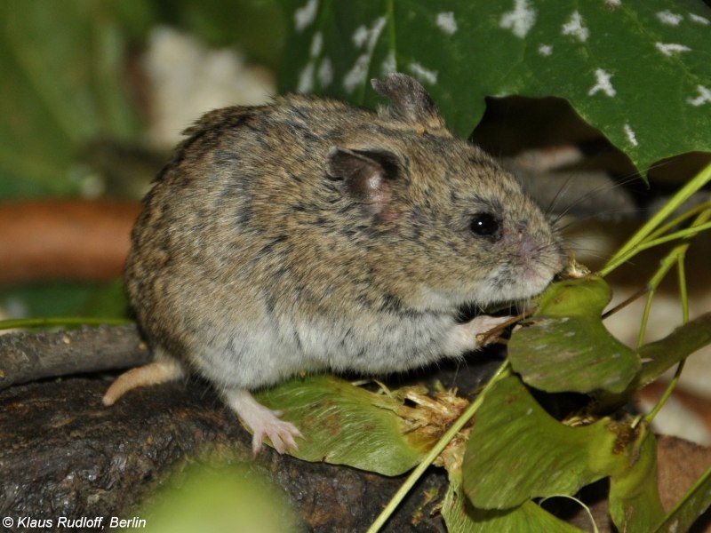 Cricetulus griseus