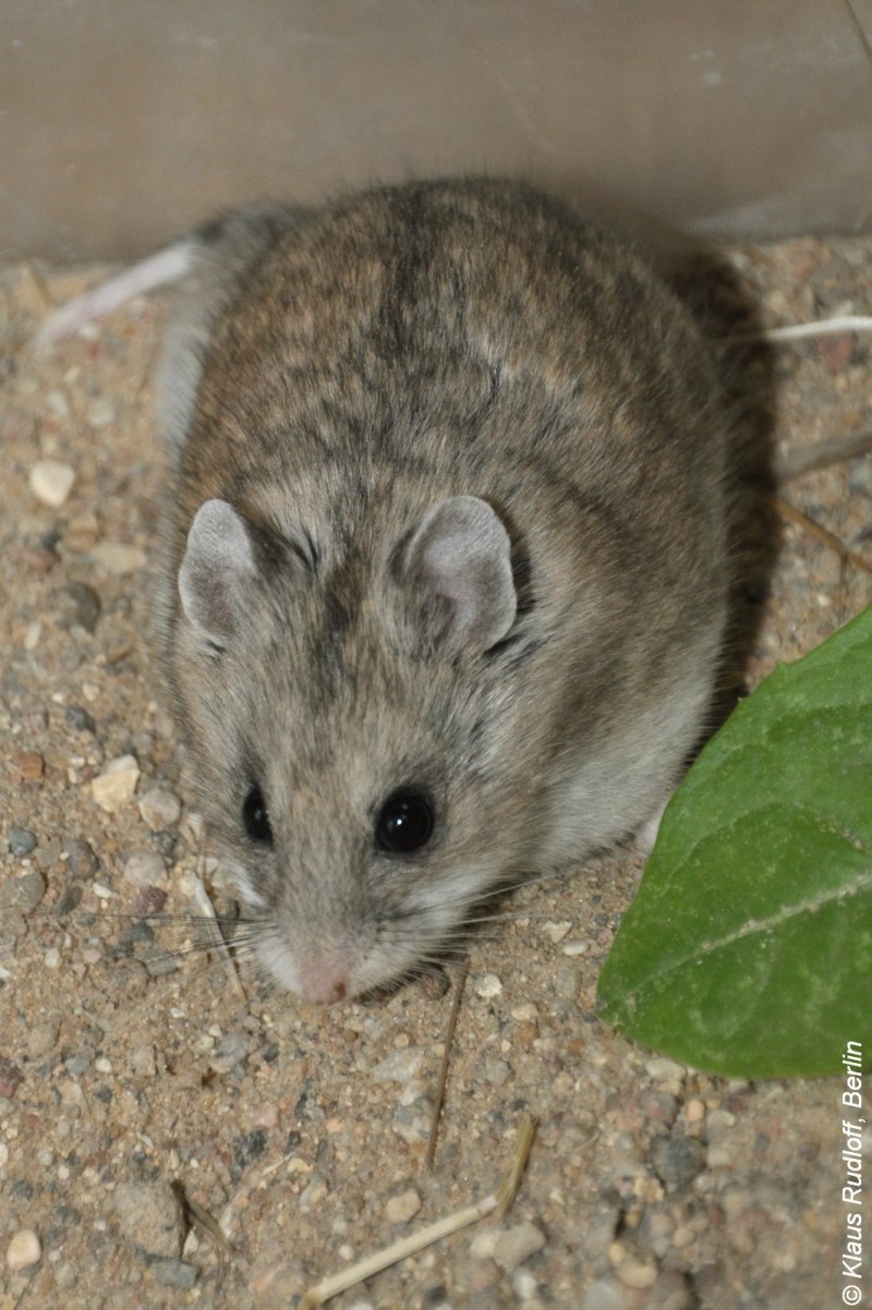 Даурский хомячок (Cricetulus Barabensis)