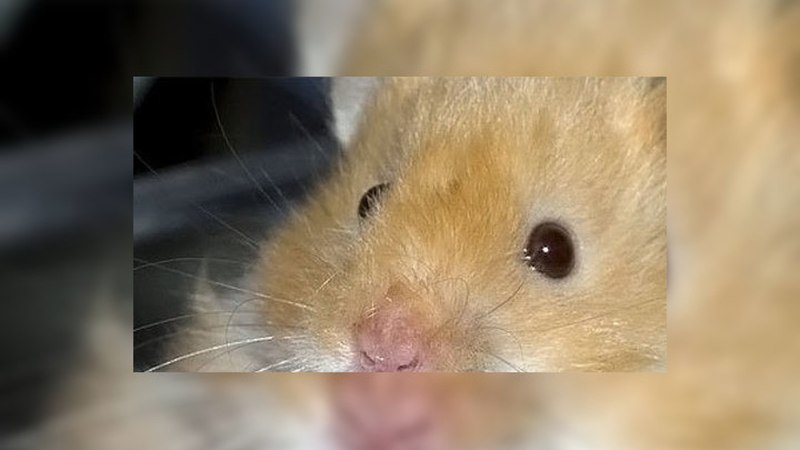 Хомяк воскрес