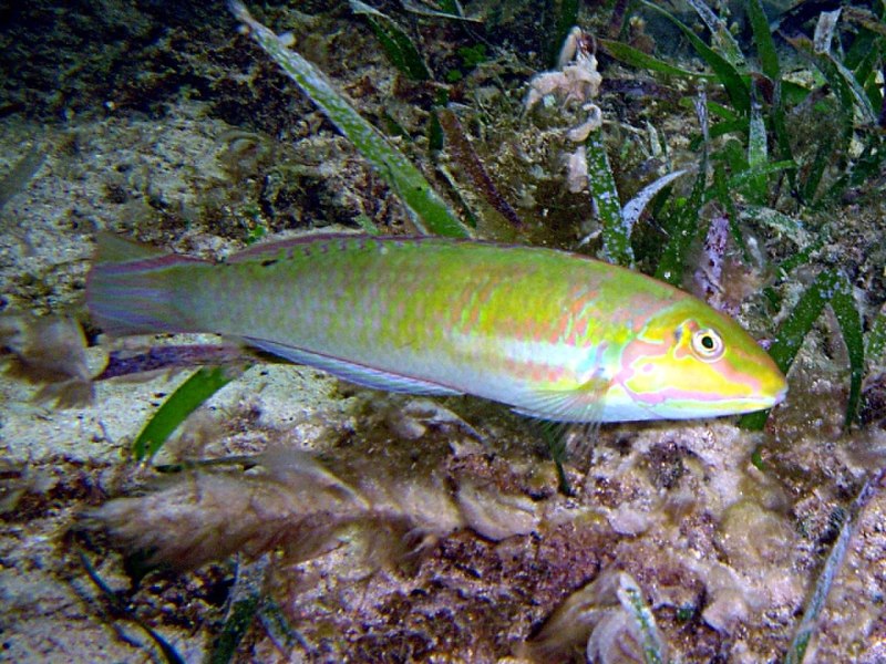 Halichoeres nebulosus