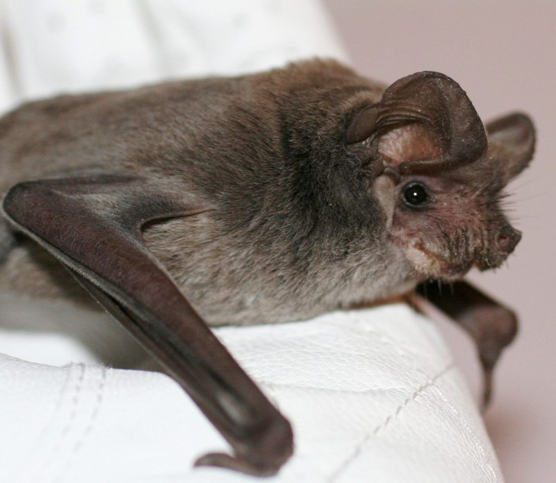 Tadarida Brasiliensis