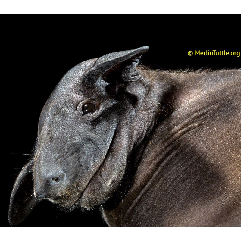 Cheiromeles torquatus