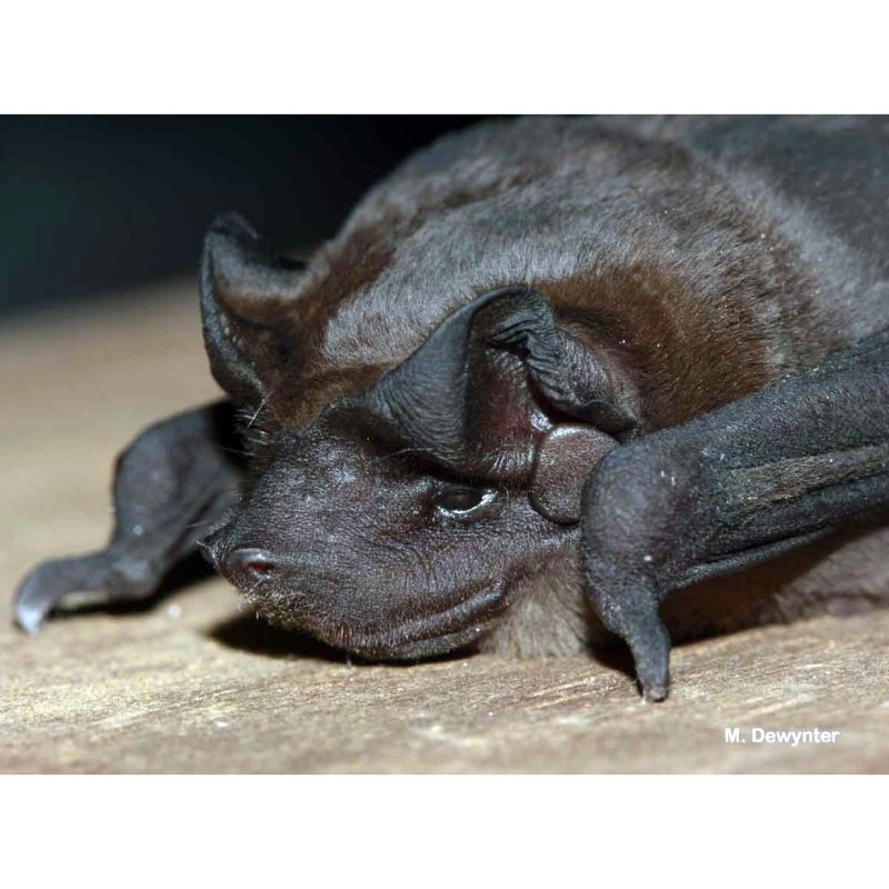Molossus bat