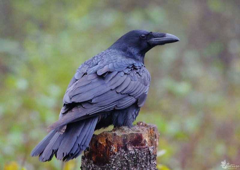 Corvus Corax