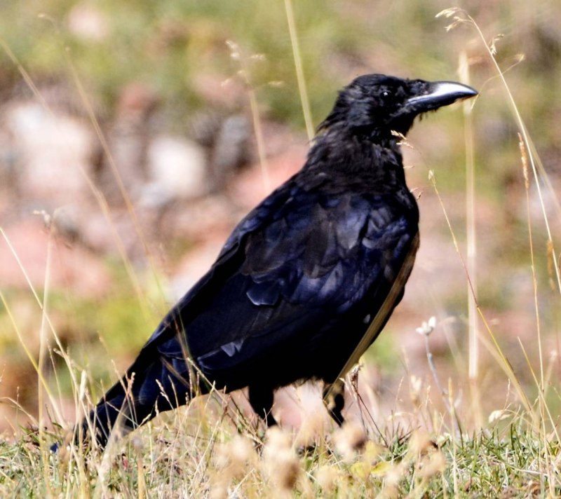Черная ворона (Corvus Corone)