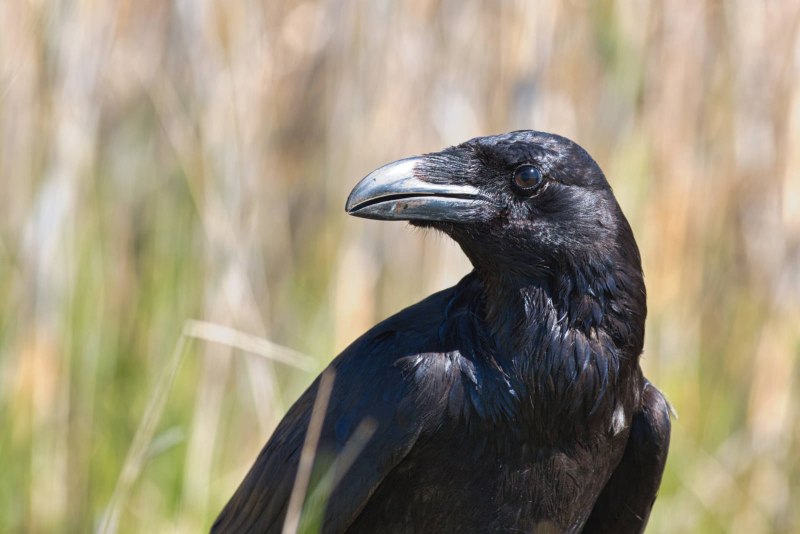 Corvus Corax птица