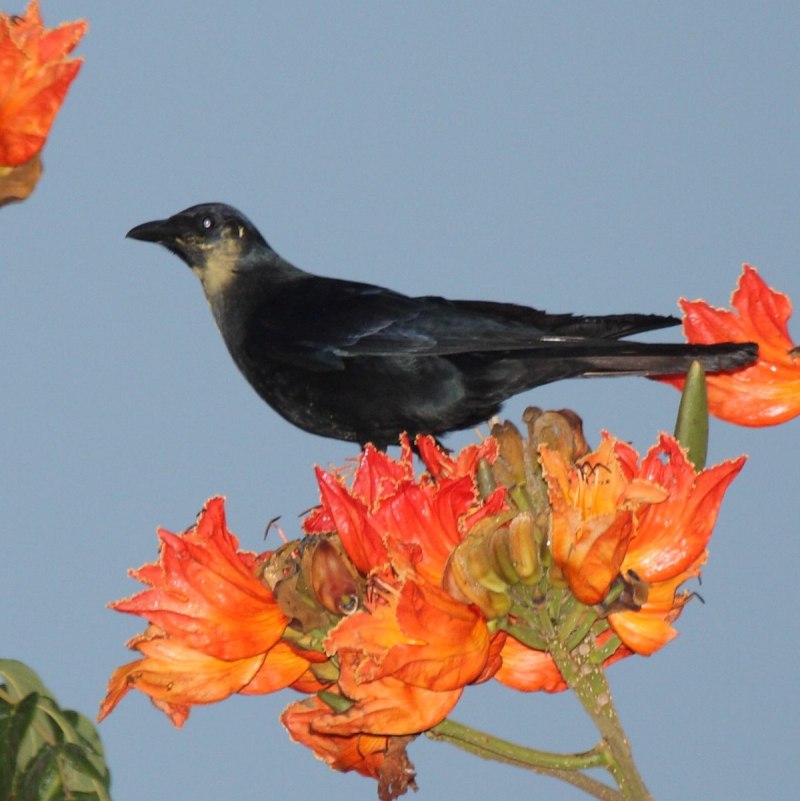 Corvus sinaloae
