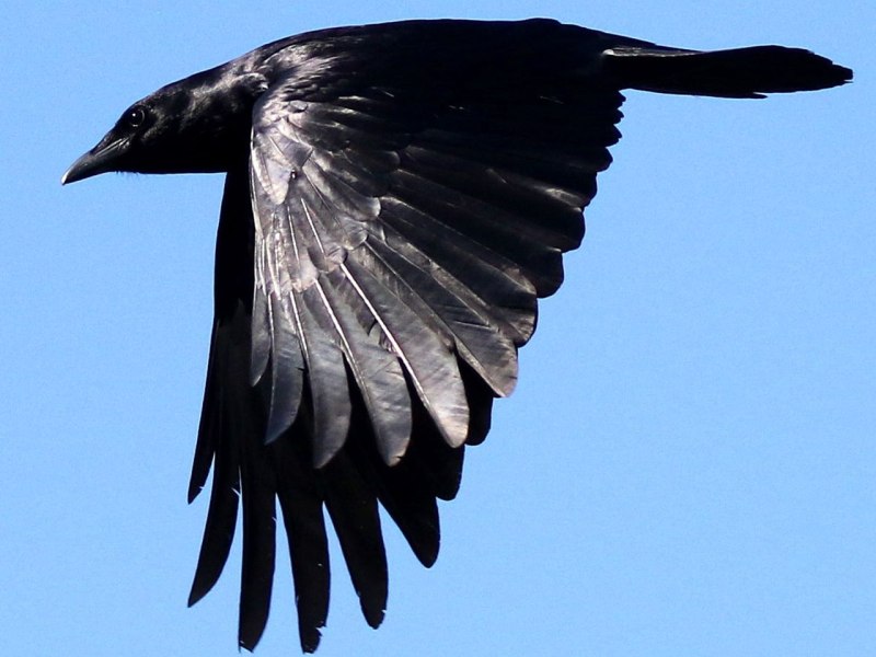 Corvus ossifragus