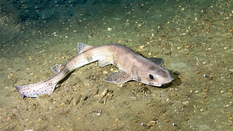 Small-spotted catshark