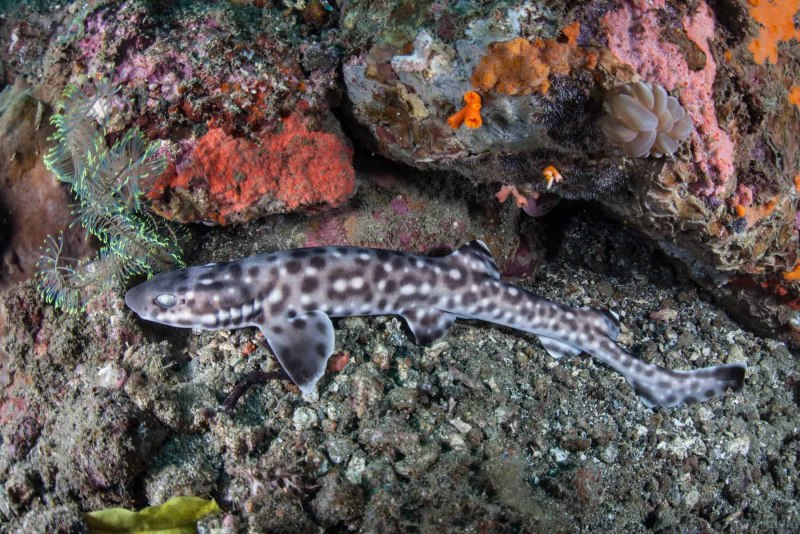 Atelomycterus marmoratus