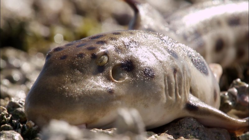 Epaulette Shark on Land