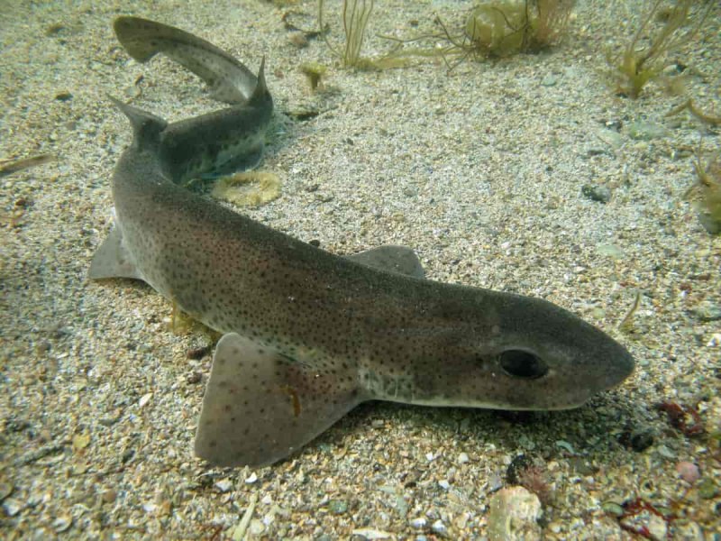 Scyliorhinus canicula Кошачья акула