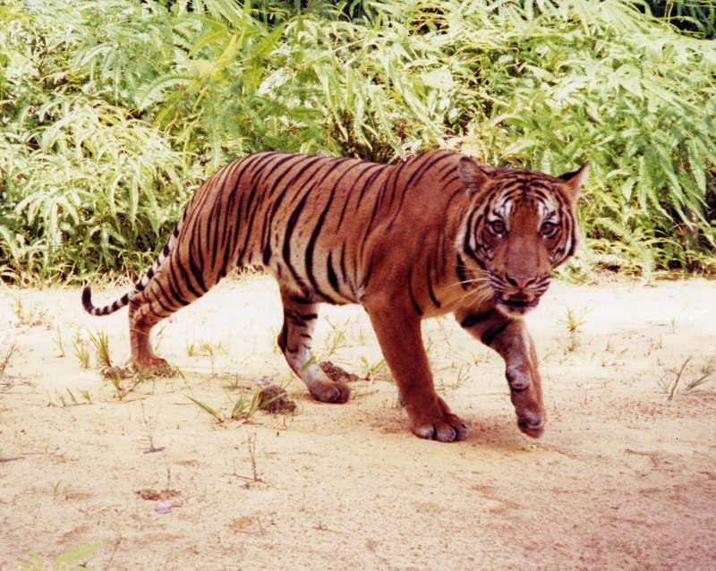 Малайский тигр (Panthera Tigris Jacksoni)