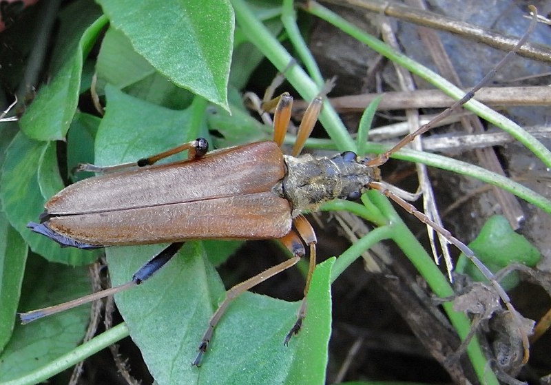 Stenocorus Meridianus