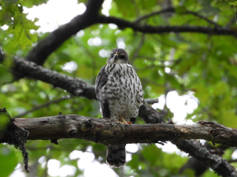 Европейский тювик Accipiter brevipes (Severtzov, 1850)