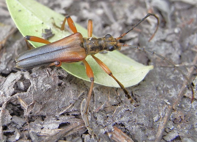 Stenocorus Meridianus