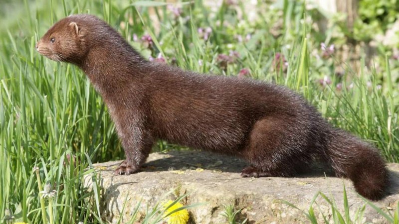 Американская норка (Mustela Vison)