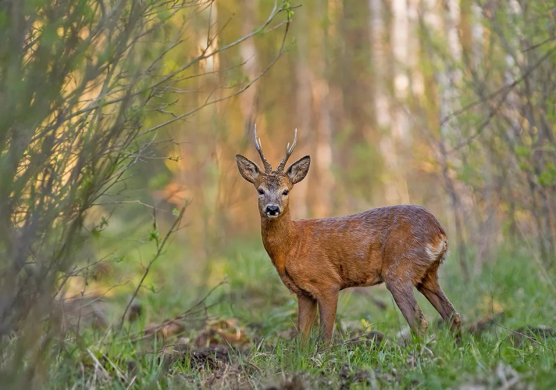Сибирская косуля capreolus pygargus