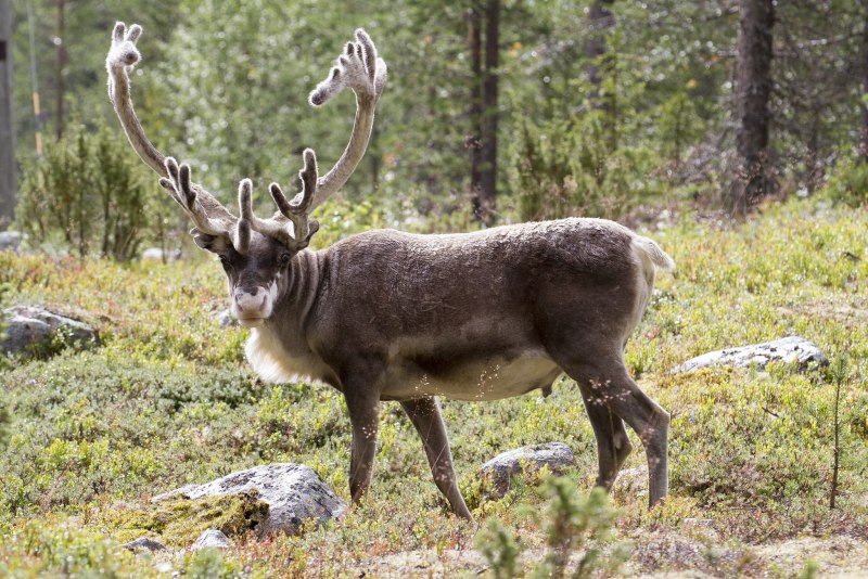 Северный олень – Rangifer tarandus