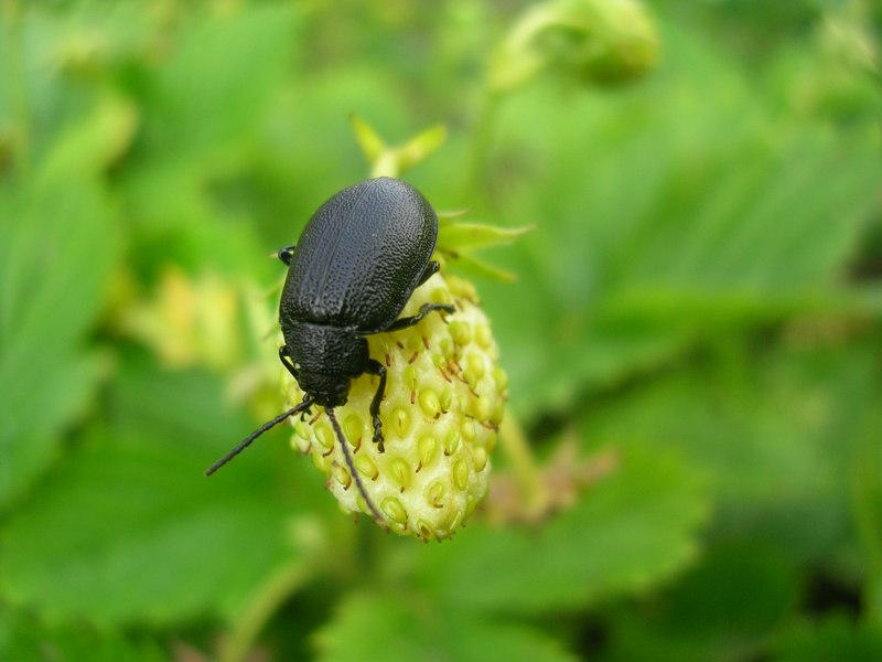 Galeruca tanaceti (Linnaeus, 1758)