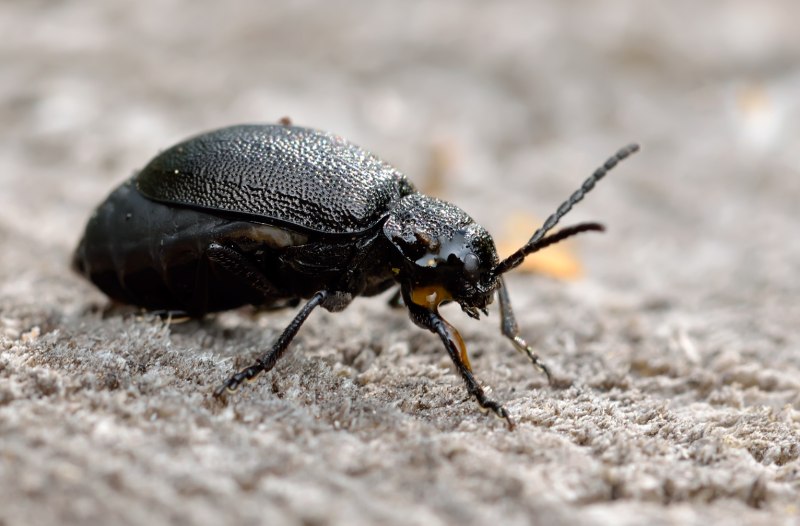 Galeruca tanaceti (Linnaeus, 1758)