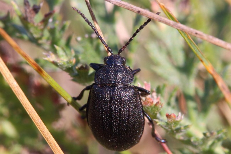 Galeruca tanaceti