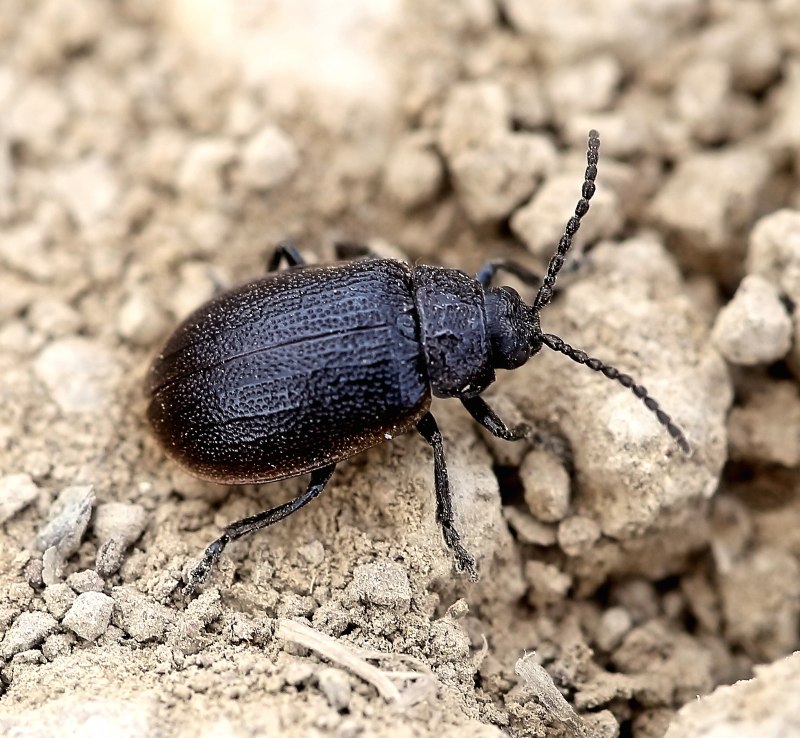 Galeruca tanaceti (Linnaeus, 1758)