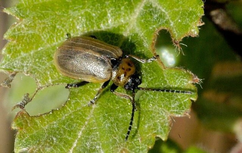 Листоед Lochmaea caprea Ивовая козявка
