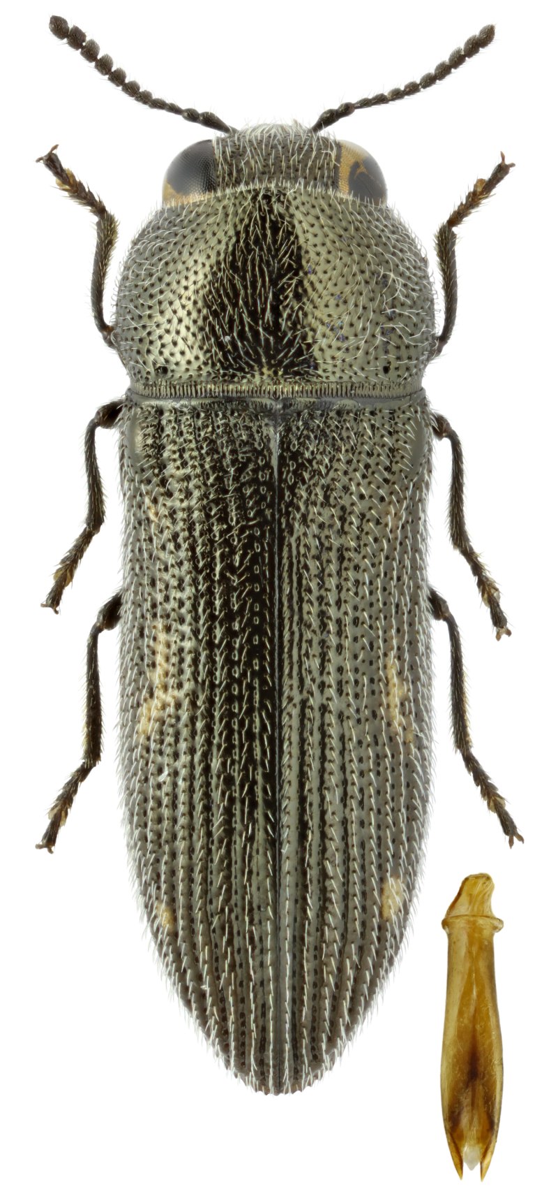 (Buprestidae) aziya