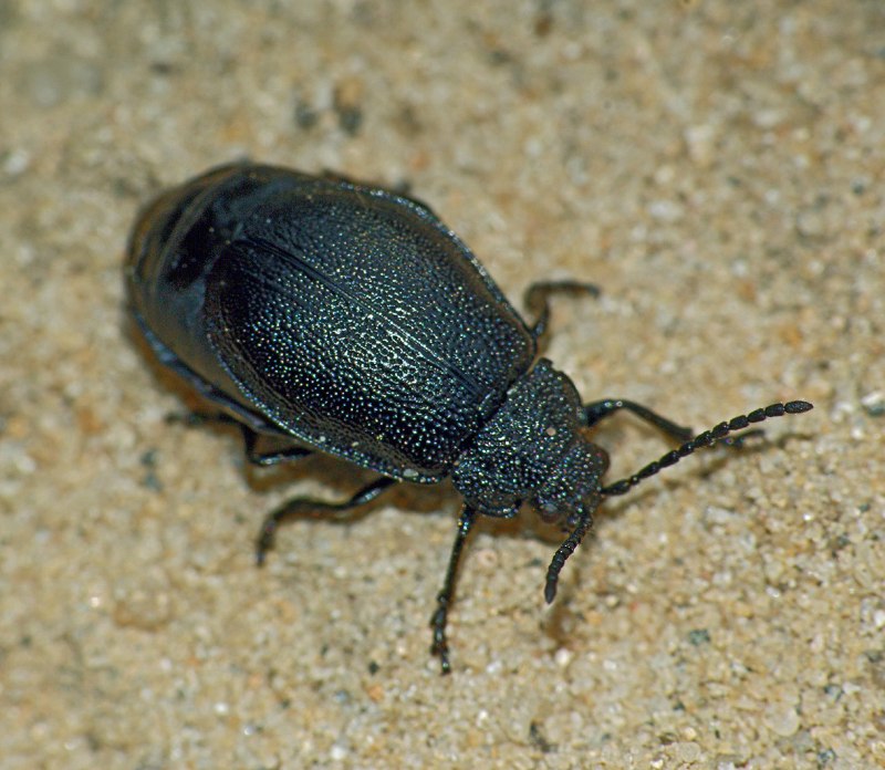 Galeruca tanaceti (Linnaeus, 1758)