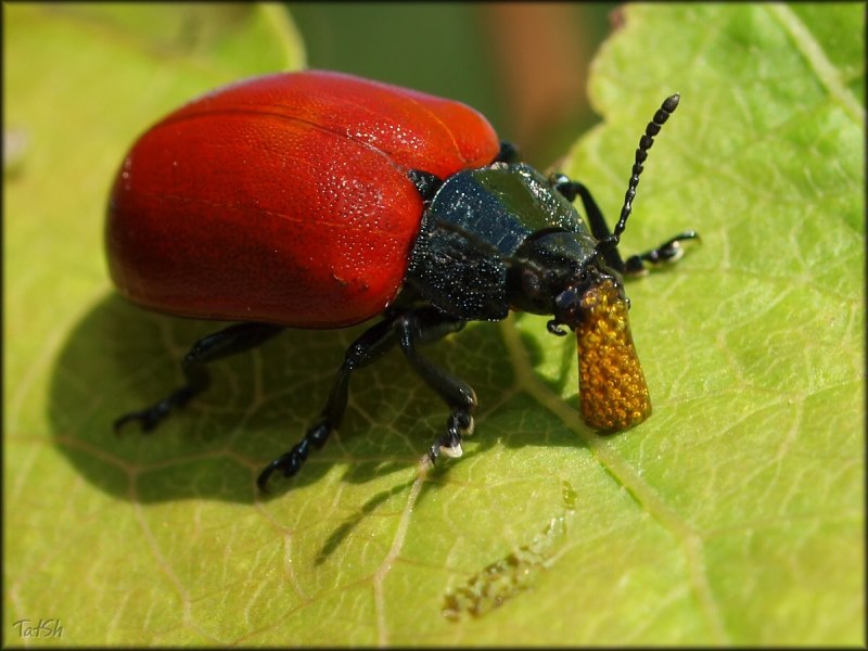 Листоед Тополевый (Chrysomela Populi)