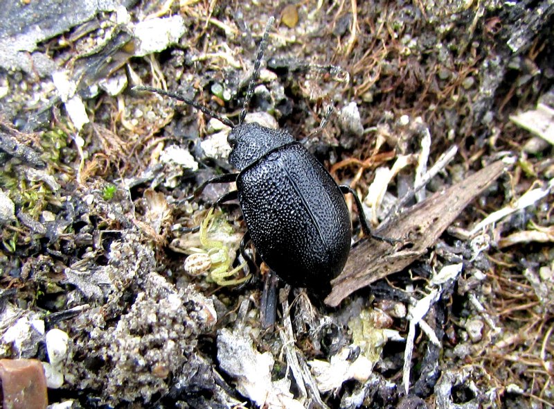 Galeruca tanaceti (Linnaeus, 1758)