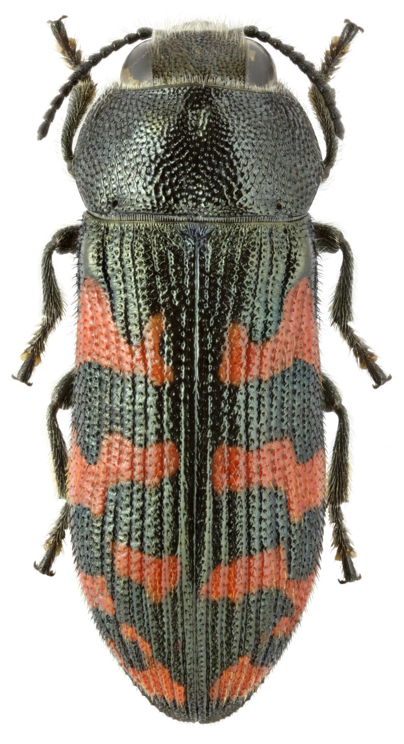 Жуки Splendor (Buprestidae)