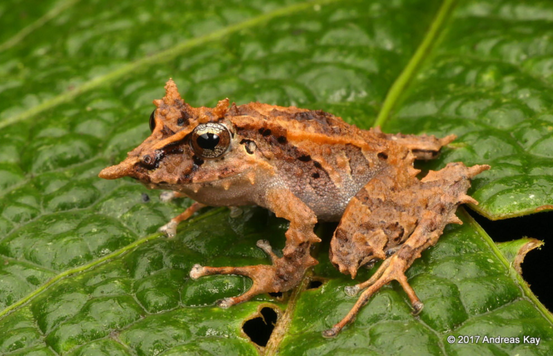 Pristimantis mutabilis
