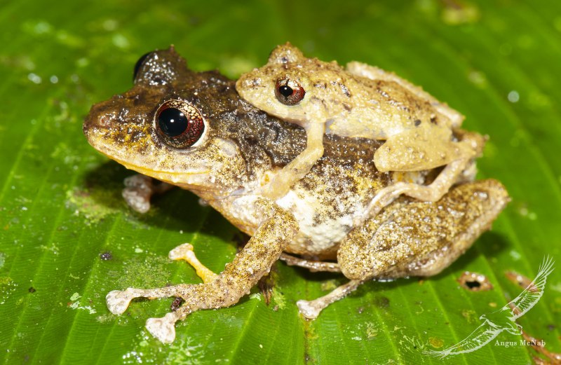 Pristimantis mutabilis