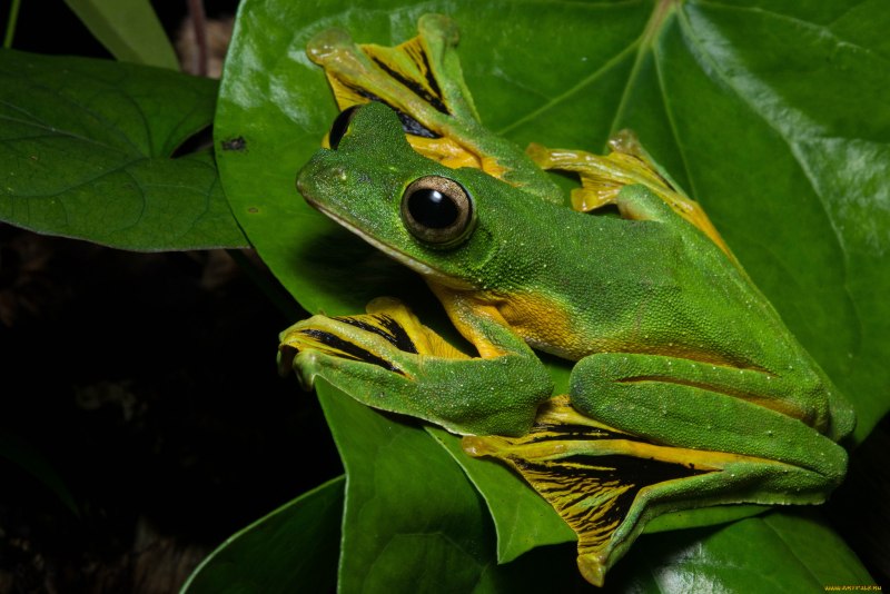 Rhacophorus nigropalmatus