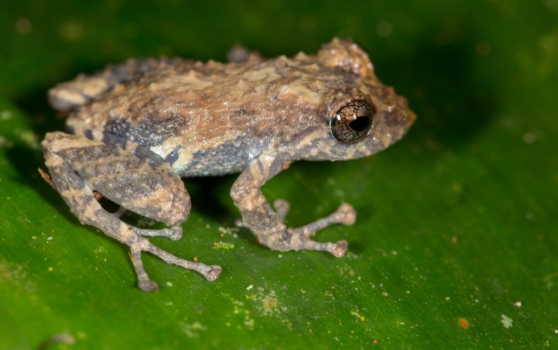 Pristimantis crucifer