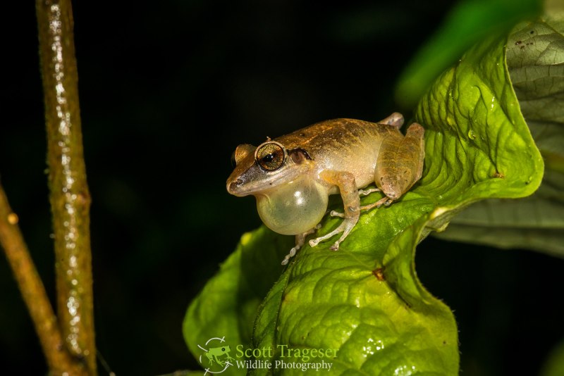 Pristimantis achatinus