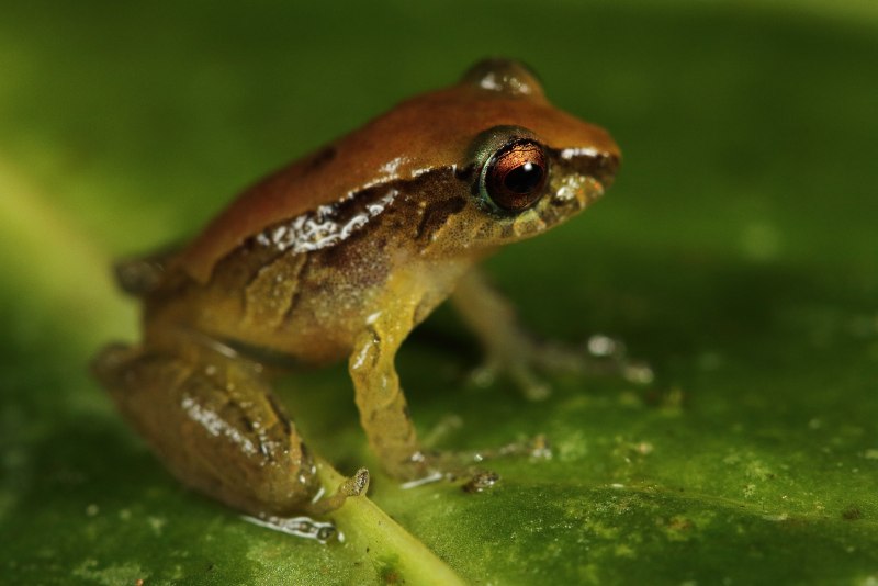 Eleutherodactylus thorectes