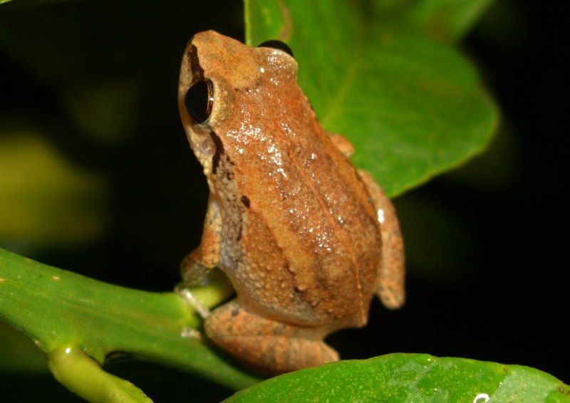 Eleutherodactylus ricordii