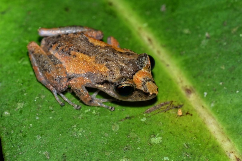 Eleutherodactylus martinicensis