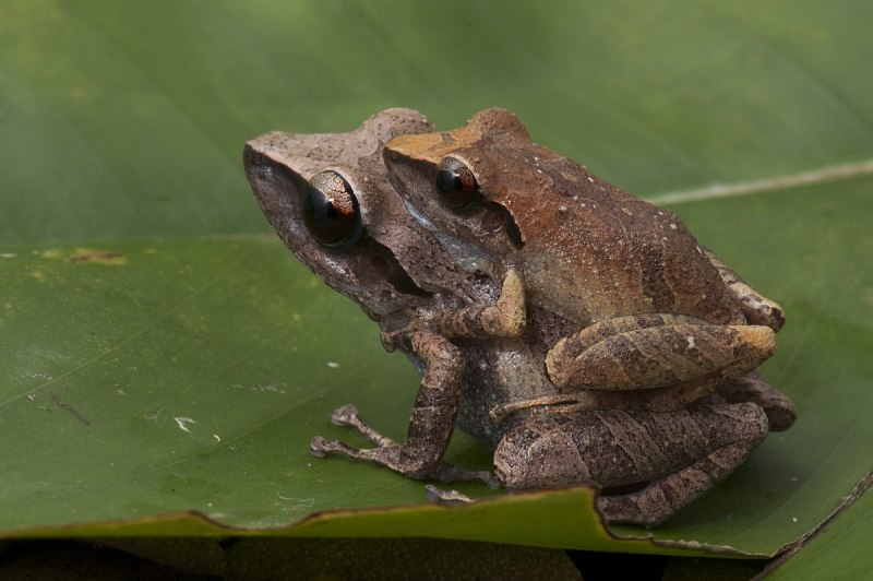 Pristimantis mutabilis