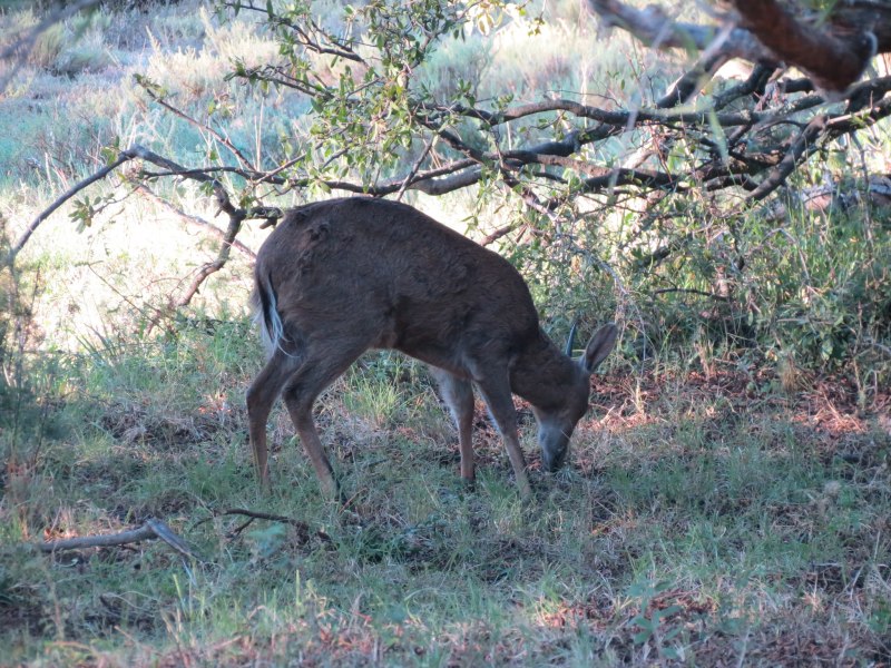 Sylvicapra Grimmia Diet