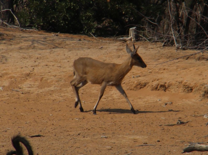Sylvicapra